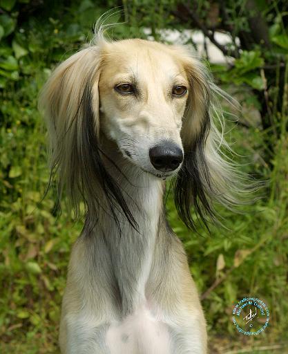 Saluki 9W016D-078.JPG